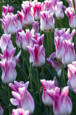 Spring background with tulips over natural background 
