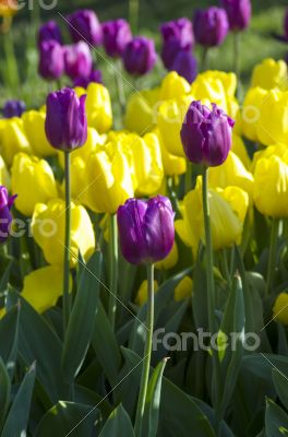 Spring background with tulips over natural background 