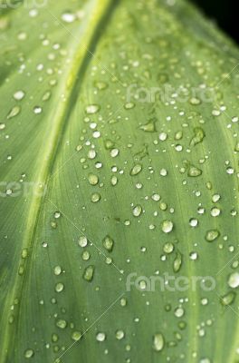 grass and dew abstract background 