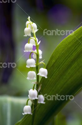 Close up of Lily of the valley 
