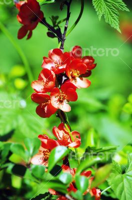 A close-up of a pinky red quince flower. 