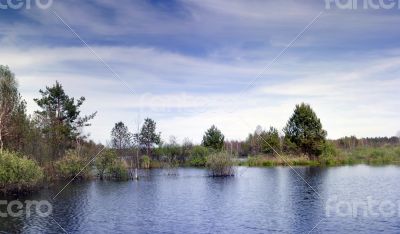 lake and spring forest. Nature composition