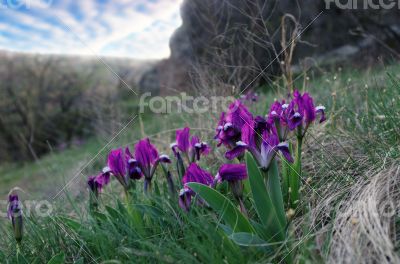 Close-up of violet wild iris 