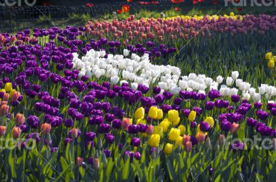 Spring background with tulips 