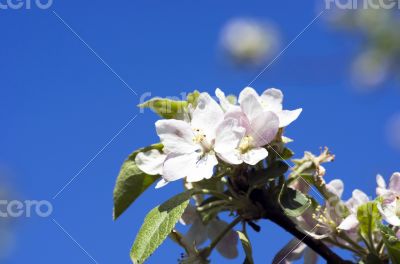 blossom apple tree. Apple flowers close-up.
