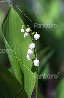 Close up of Lily of the valley 