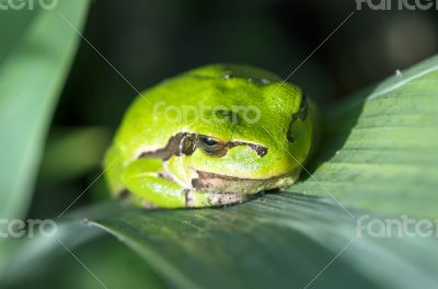 Green frog is hiddind in the leaves