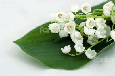 Close up of Lily of the valley