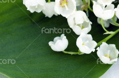 Close up of Lily of the valley
