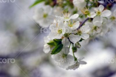 Cherry blossom closeup over natural background