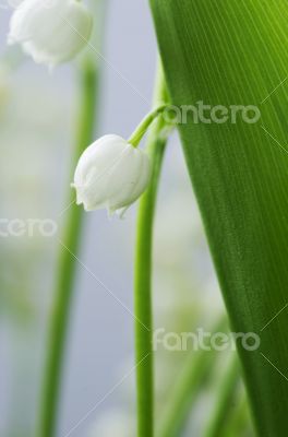 Close up of Lily of the valley 