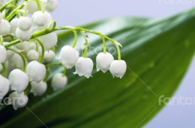 Close up of Lily of the valley 