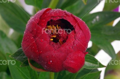 Close Up of Red Peony 