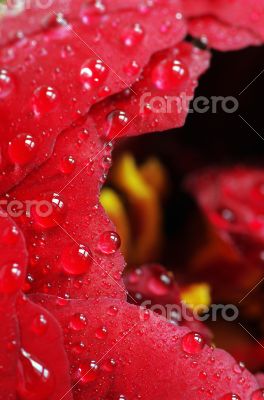 Close Up of Red Peony 