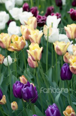 Spring background with tulips