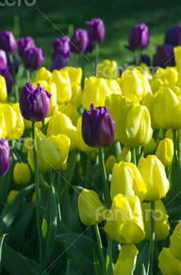 Spring background with tulips