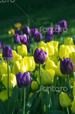 Spring background with tulips