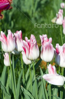 Spring background with tulips