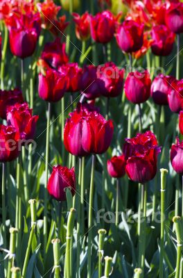 Spring background with tulips