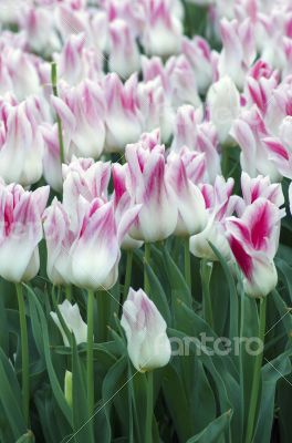 Spring background with tulips
