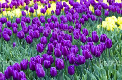 Spring background with tulips