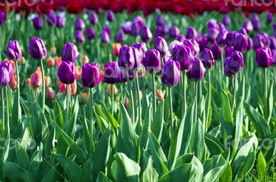 Spring background with tulips