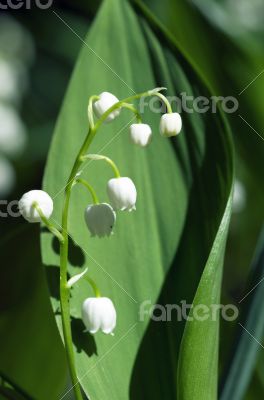 Close up of Lily of the valley
