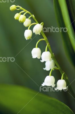 Close up of Lily of the valley