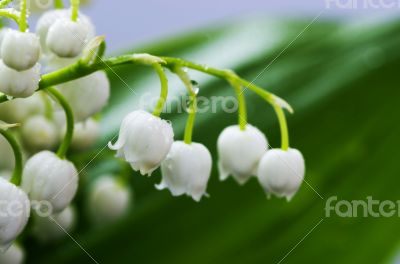 Close up of Lily of the valley
