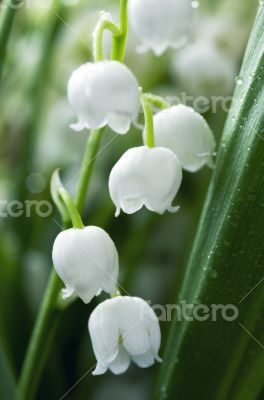 Close up of Lily of the valley