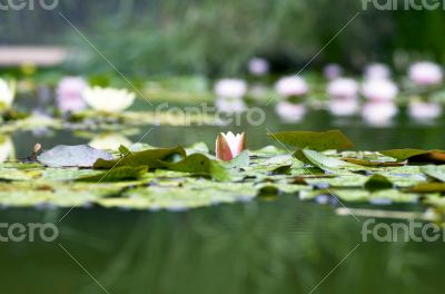 image of a lotus flower on the water