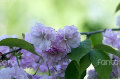 sakura. cherry blossom in springtime, beautiful pink flowers 