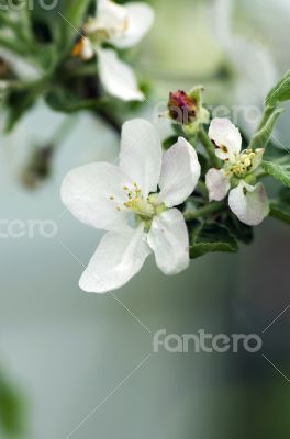 Cherry blossom closeup over natural background 