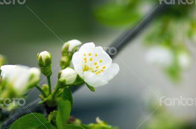Cherry blossom closeup over natural background 