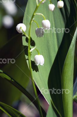 Close up of Lily of the valley 
