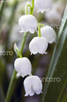 Close up of Lily of the valley 