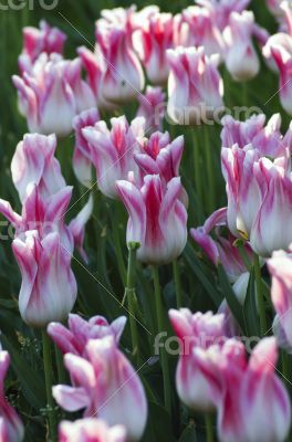 Spring background with tulips 