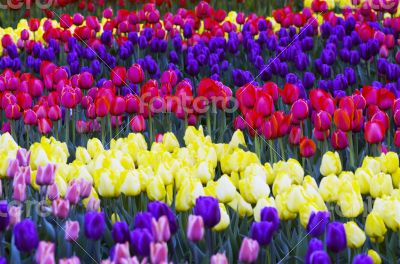 Spring background with tulips 