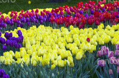 Spring background with tulips 