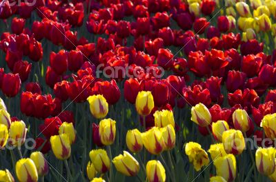 Spring background with tulips 