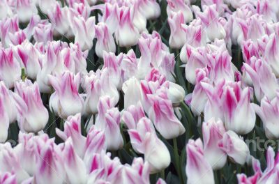 Spring background with tulips 