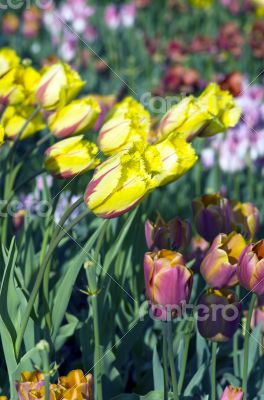 Spring background with tulips 