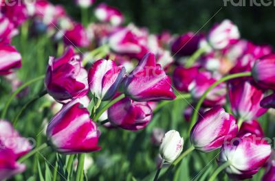 Spring background with tulips 