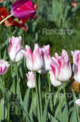 Spring background with tulips 