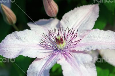 Close up of beautiful single white clematis flower