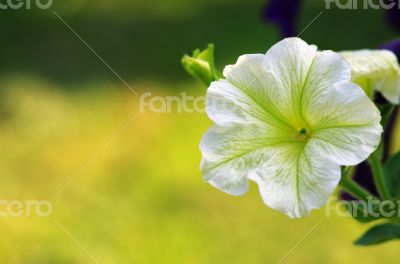 many white  petunia flowers in garden
