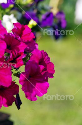 A cluster of purple petunias hanging on tree close up 