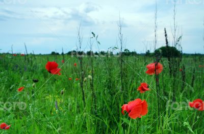 Red poppies blooming in the wild meadow 