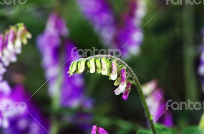 abstract violet flowers on field 
