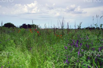 Red poppies blooming in the wild meadow 